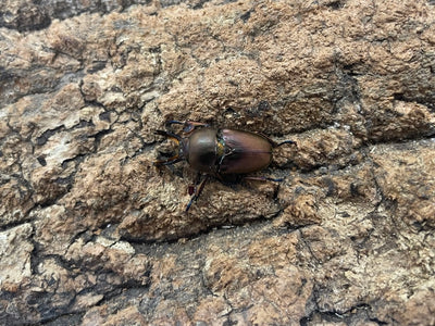 パプアキンイロクワガタ