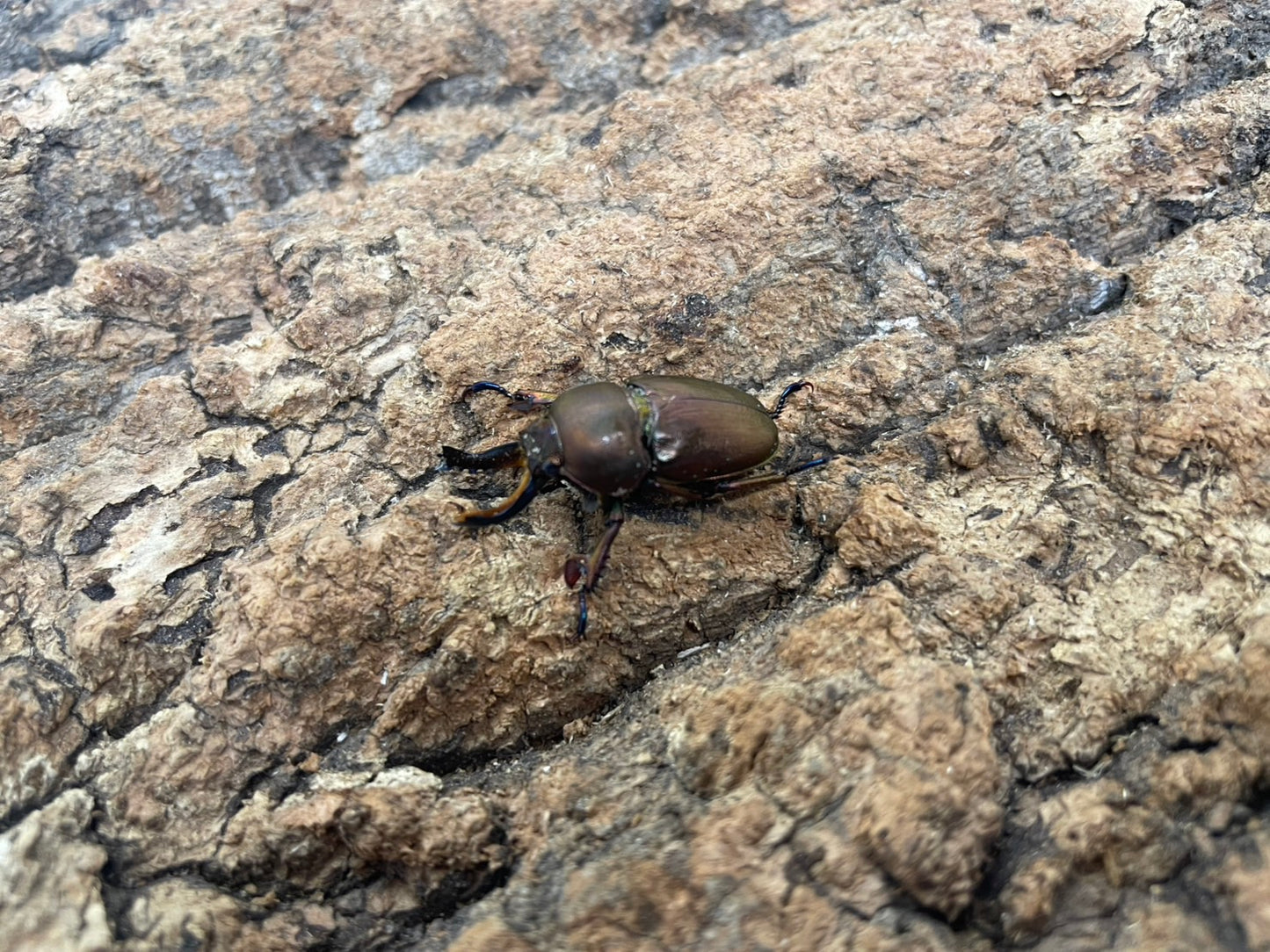 パプアキンイロクワガタ