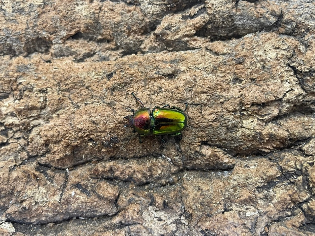 パプアキンイロクワガタ