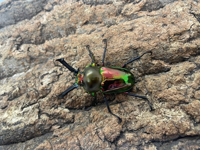 ニジイロクワガタ(RED）