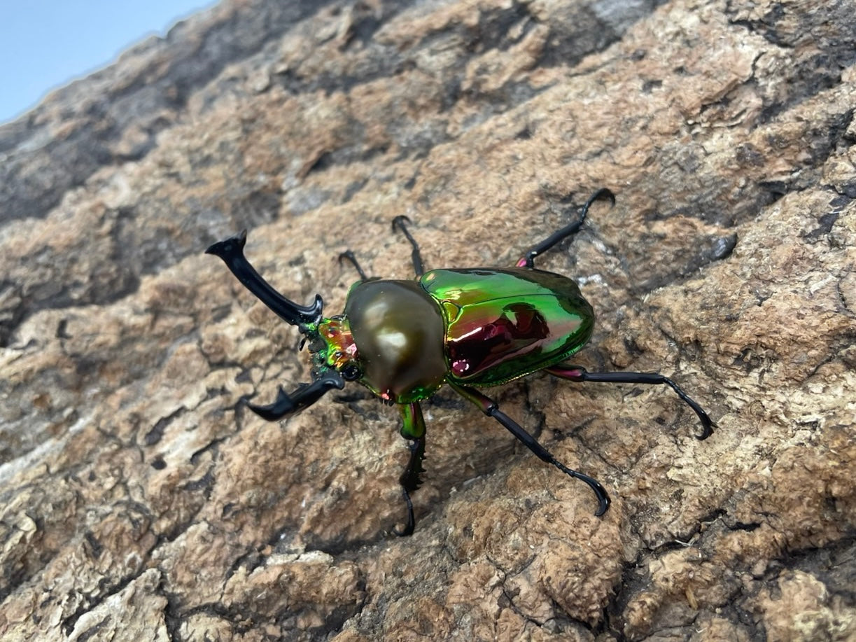 ニジイロクワガタ(RED）