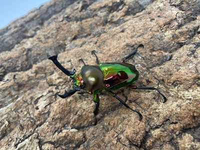 ニジイロクワガタ(RED）