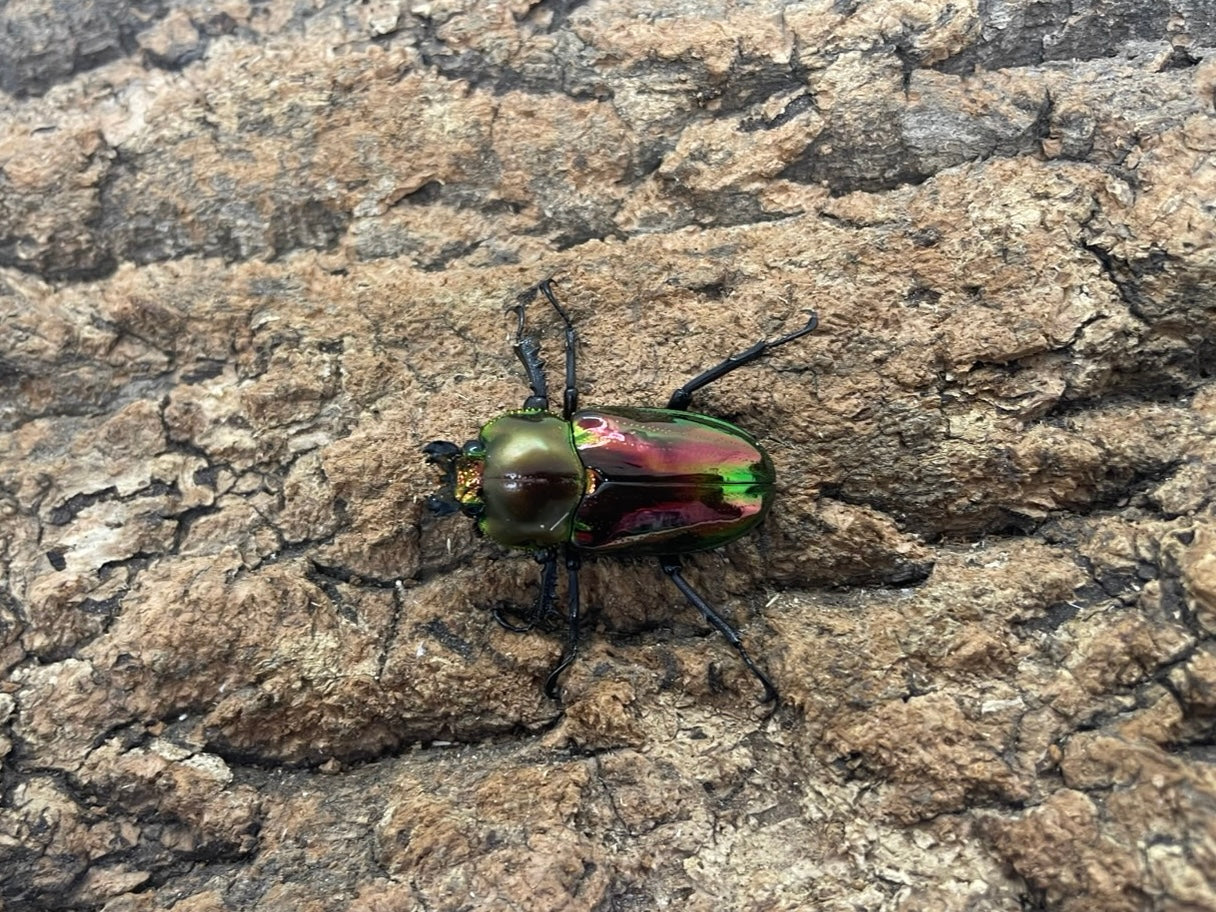 ニジイロクワガタ(RED）