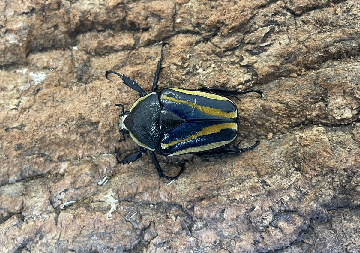 シロヘリオオツノカナブン