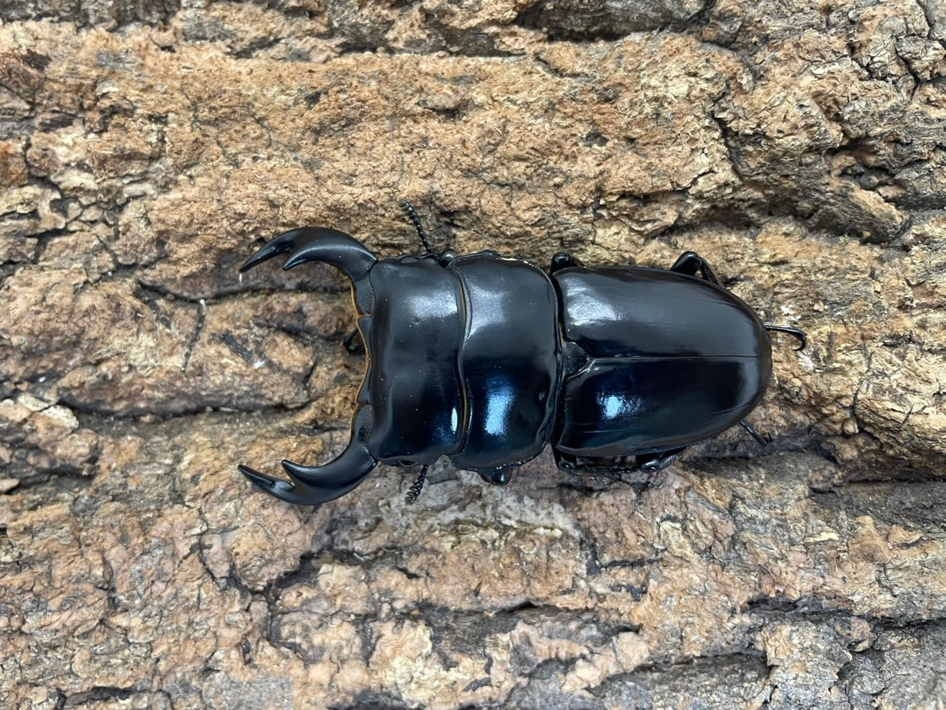 アンタエウスオオクワガタ