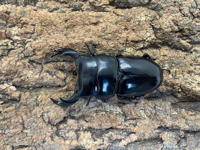 アンタエウスオオクワガタ