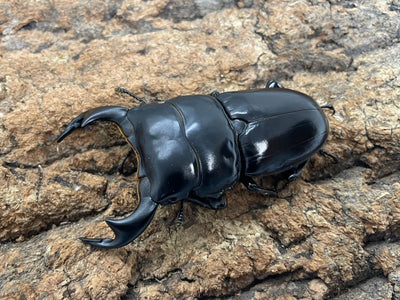 アンタエウスオオクワガタ