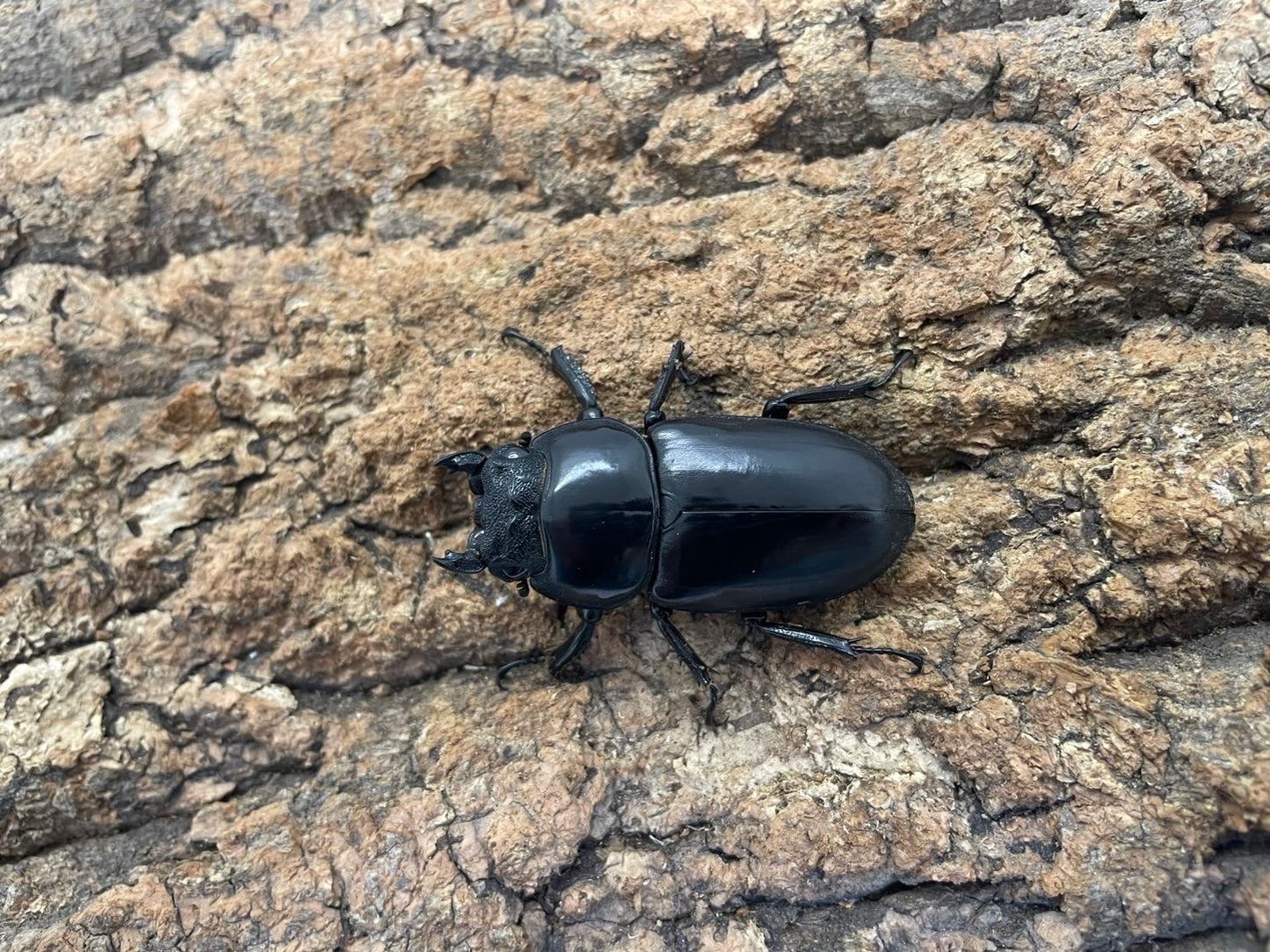 アンタエウスオオクワガタ