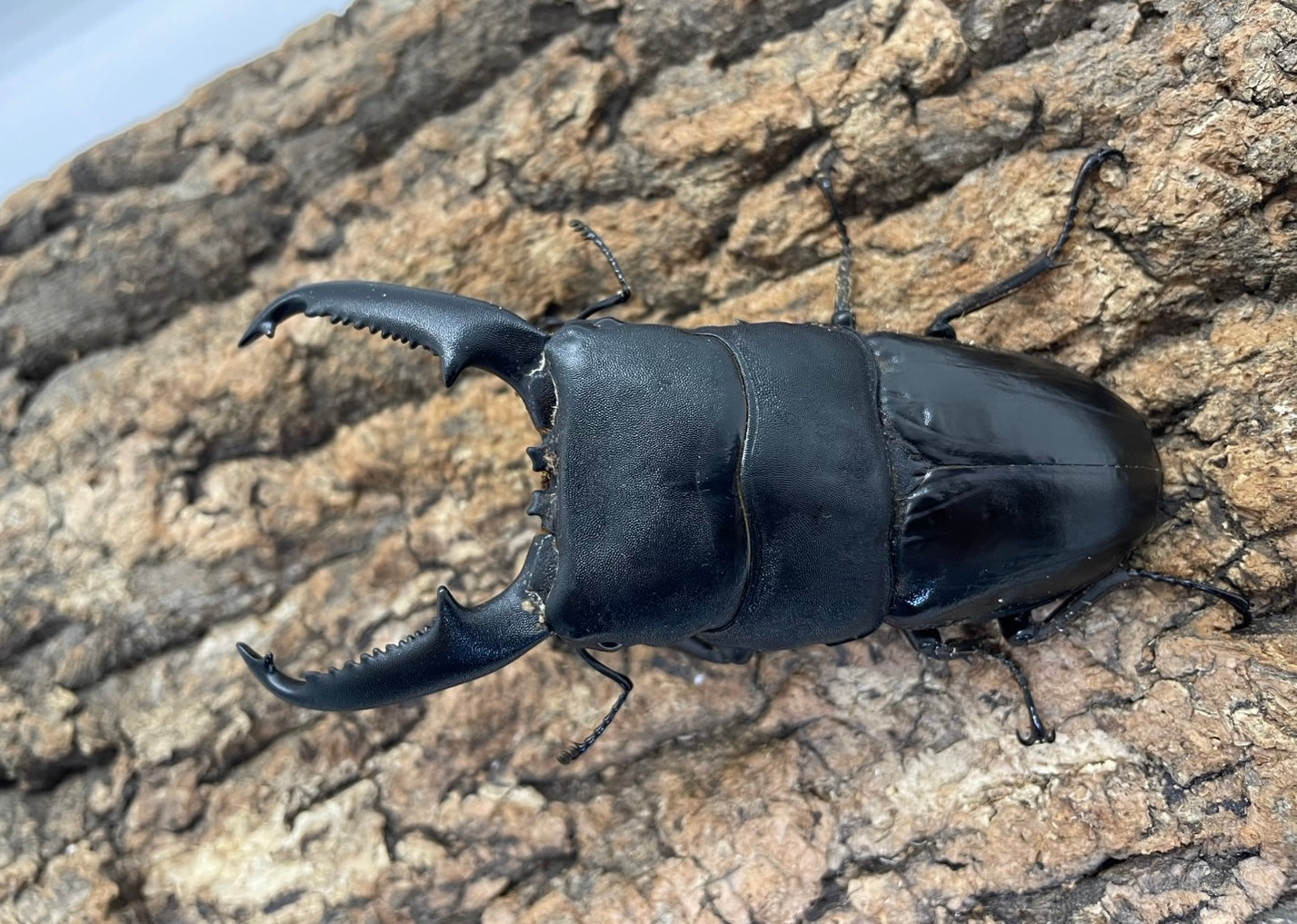 パラワンオオヒラタクワガタ