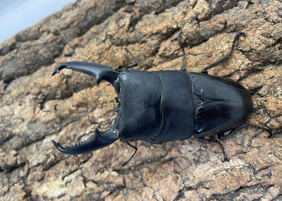 パラワンオオヒラタクワガタ