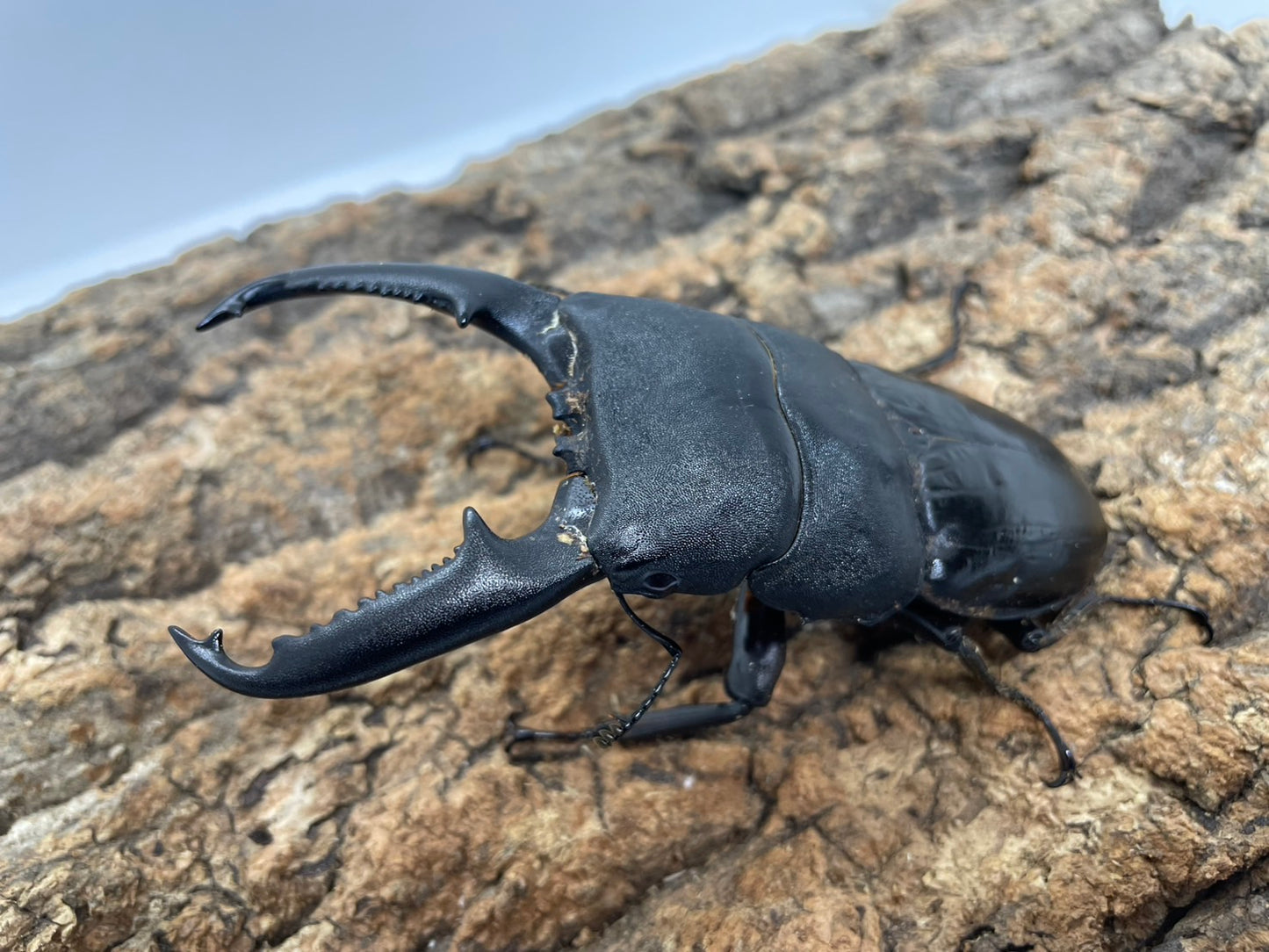 パラワンオオヒラタクワガタ