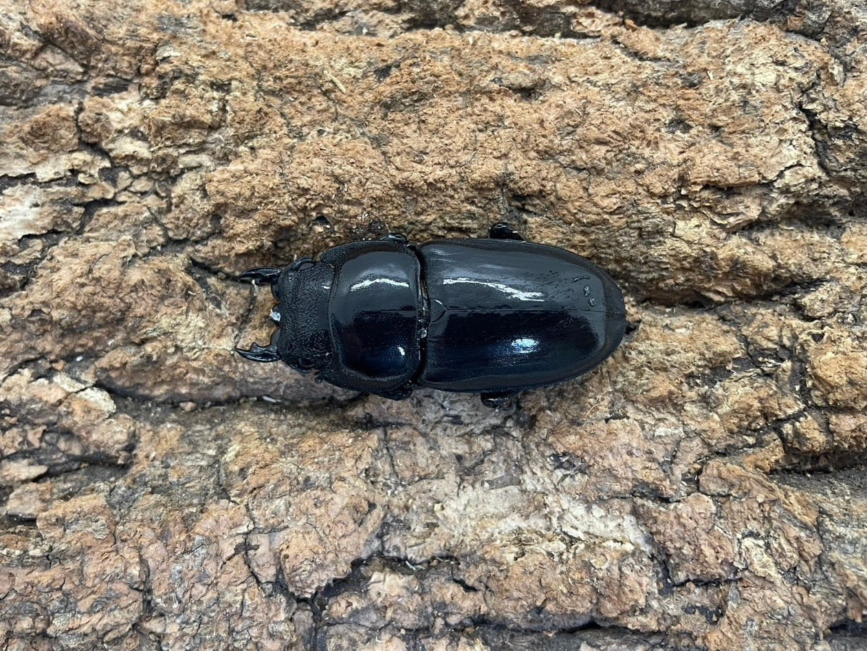 パラワンオオヒラタクワガタ