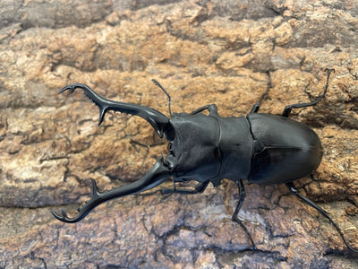 ギラファノコギリクワガタ