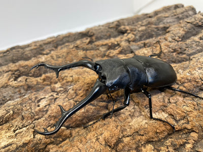 ギラファノコギリクワガタ