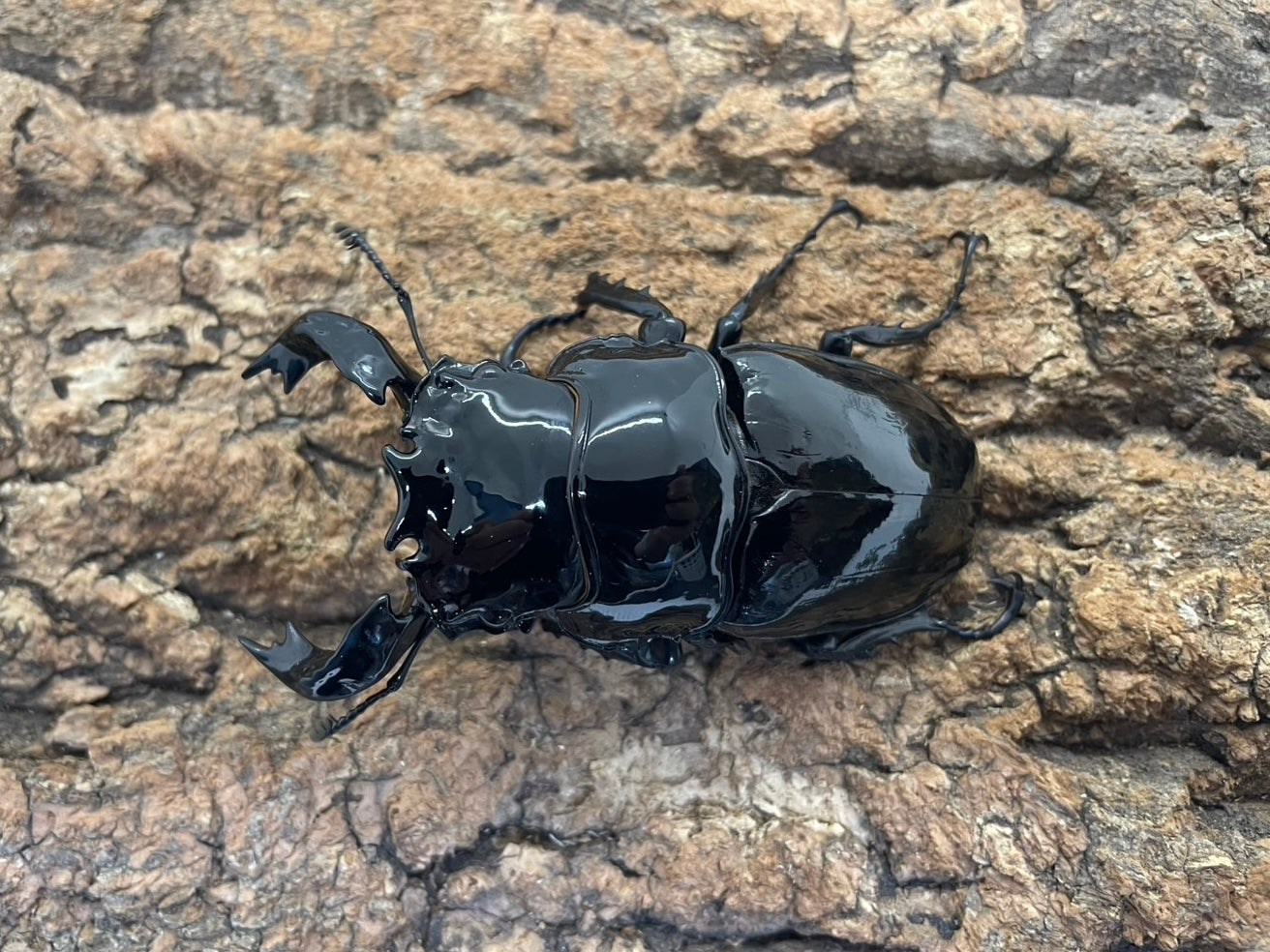 タランドゥスオオツヤクワガタ