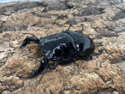 タランドゥスオオツヤクワガタ