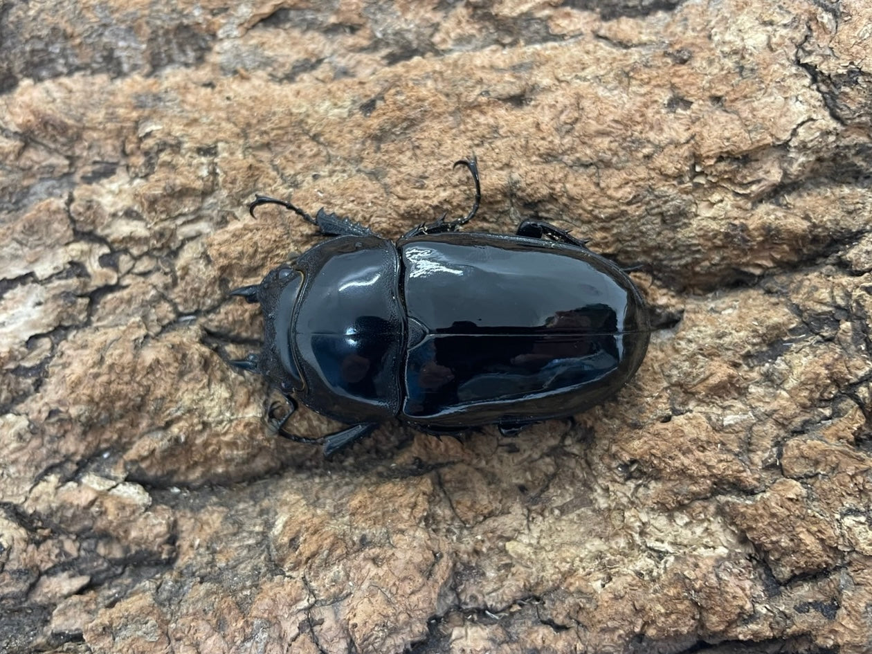 タランドゥスオオツヤクワガタ