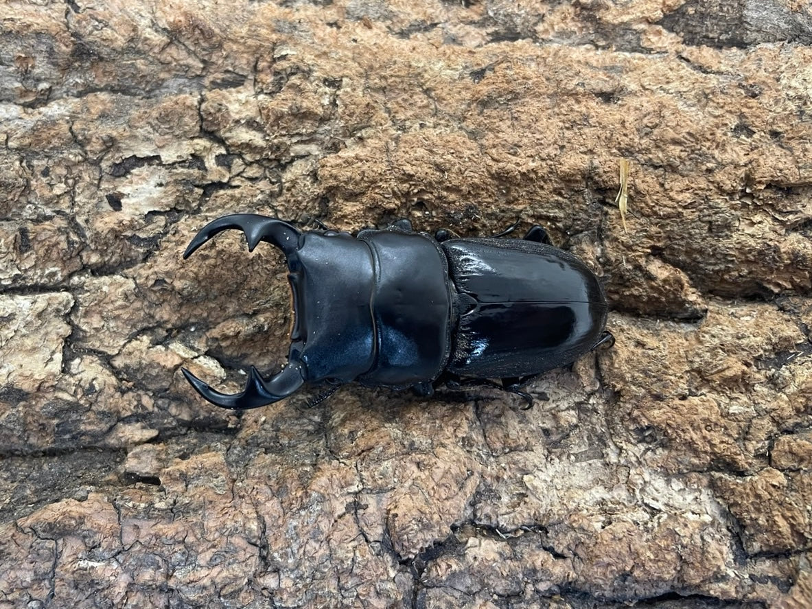 インドクルビデンスオオクワガタ