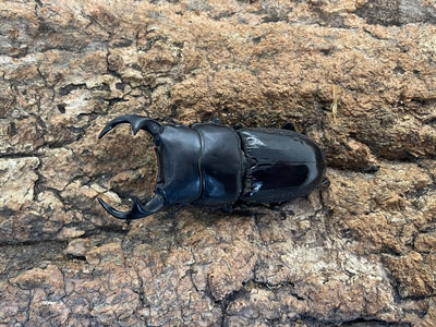 インドクルビデンスオオクワガタ