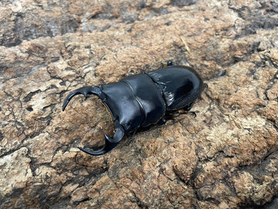 インドクルビデンスオオクワガタ