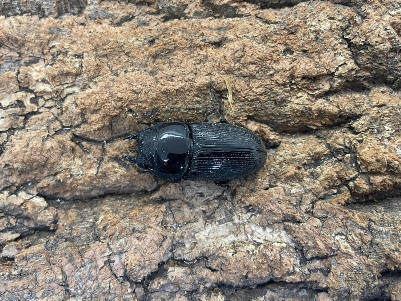 インドクルビデンスオオクワガタ