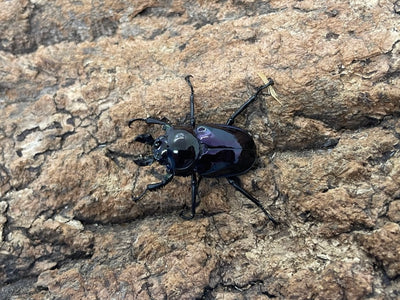 ニジイロクワガタ(紫）