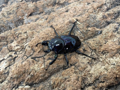 ニジイロクワガタ(紫）