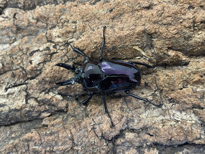 ニジイロクワガタ(紫）