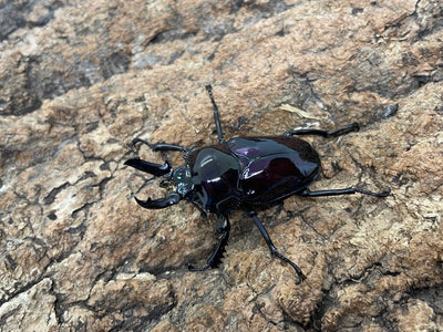 ニジイロクワガタ(紫）