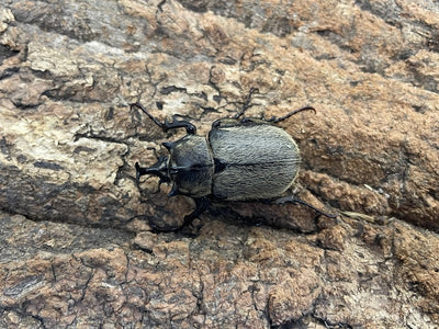 テルシウスヒメゾウカブト