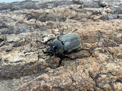 テルシウスヒメゾウカブト