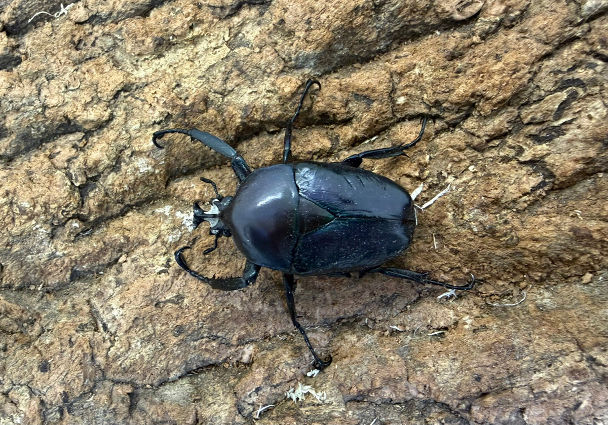 シロヘリオオツノカナブン