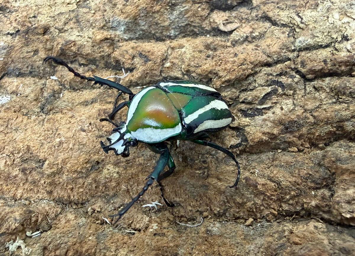 シロヘリオオツノカナブン