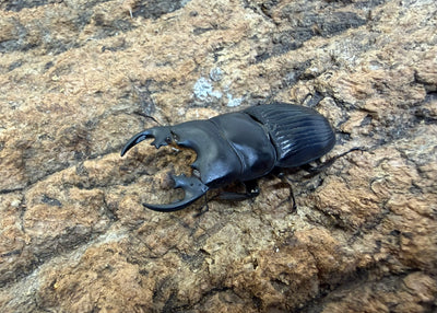 プラティオドンネブトネブト