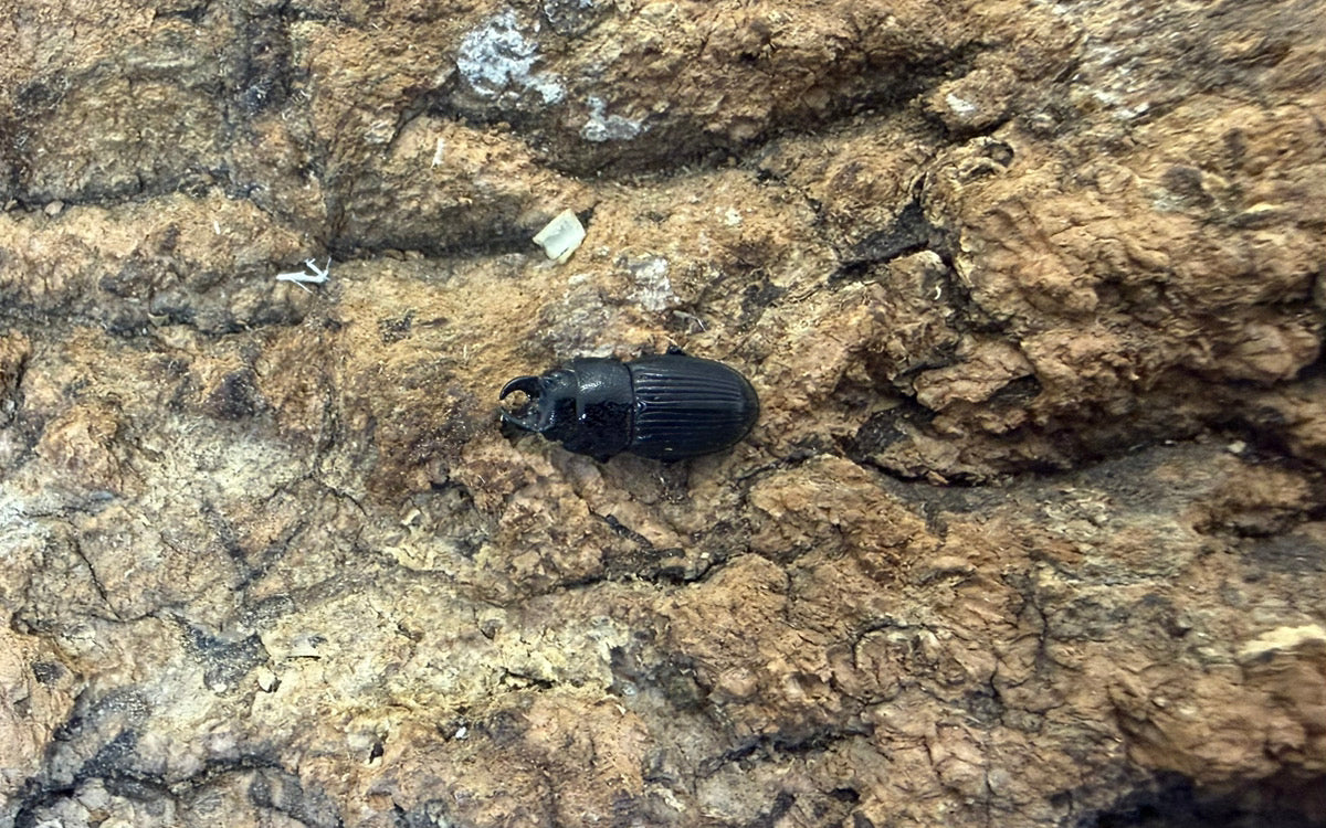 チェリフェルネブトクワガタ
