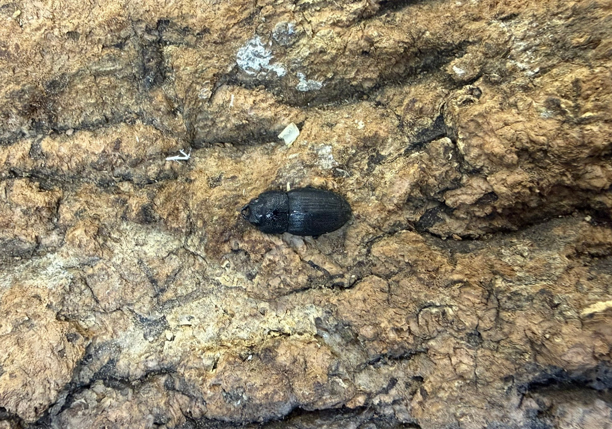 チェリフェルネブトクワガタ