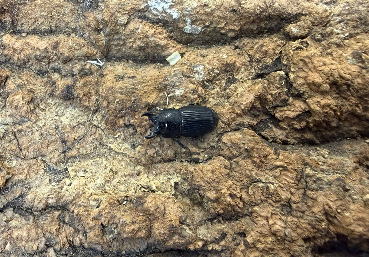 チェリフェルネブトクワガタ