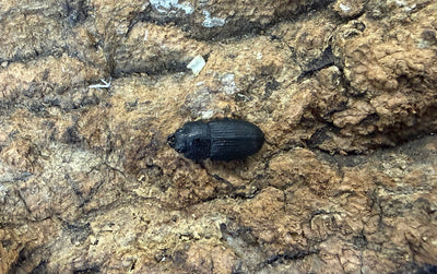 チェリフェルネブトクワガタ