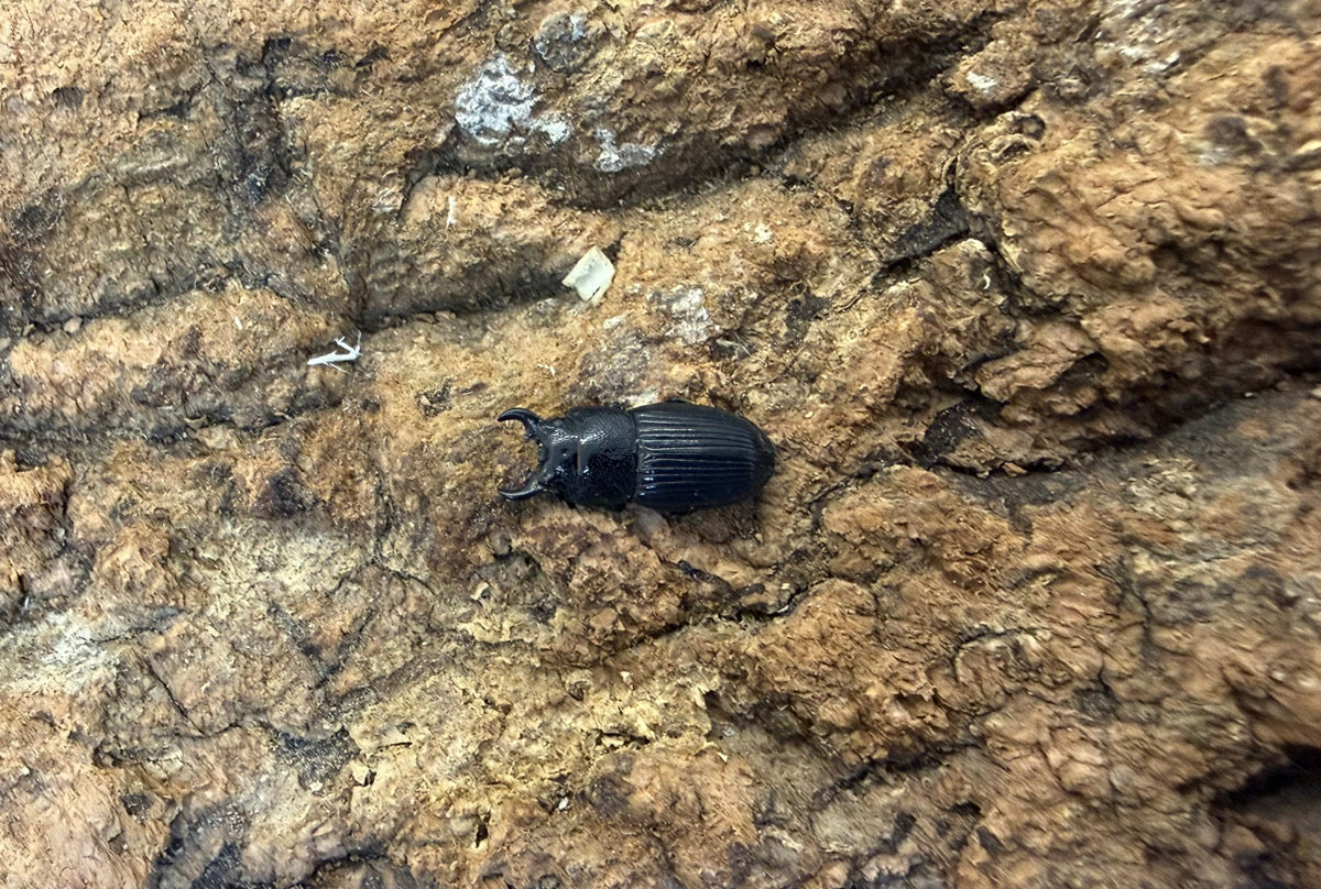 チェリフェルネブトクワガタ