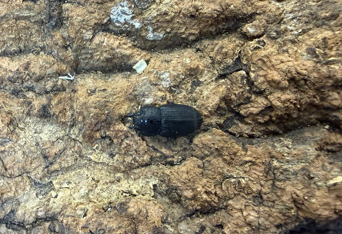 チェリフェルネブトクワガタ