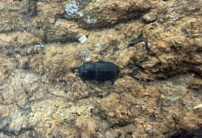チェリフェルネブトクワガタ