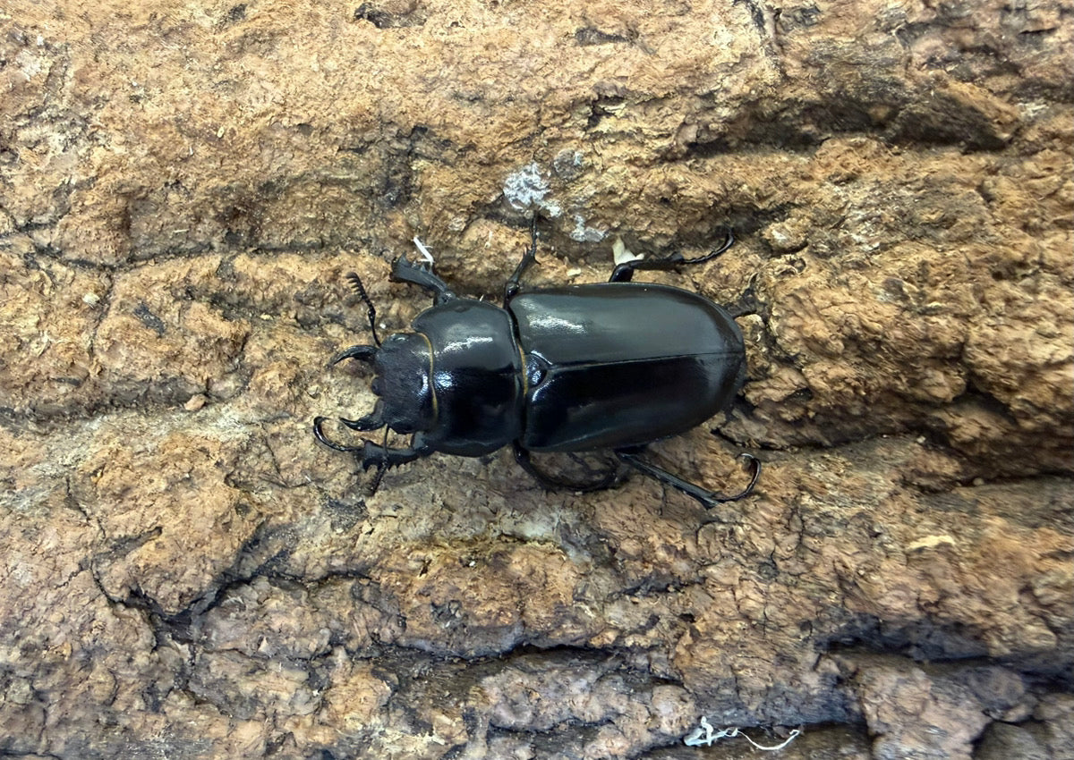 アクベシアヌスミヤマクワガタ – INSECT SHOP KMY