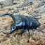 南ベトナムクルビデンスオオクワガタ