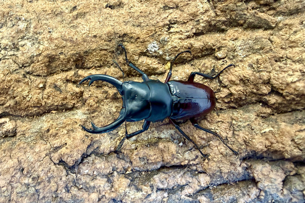 ハイチュヌスコクワガタ