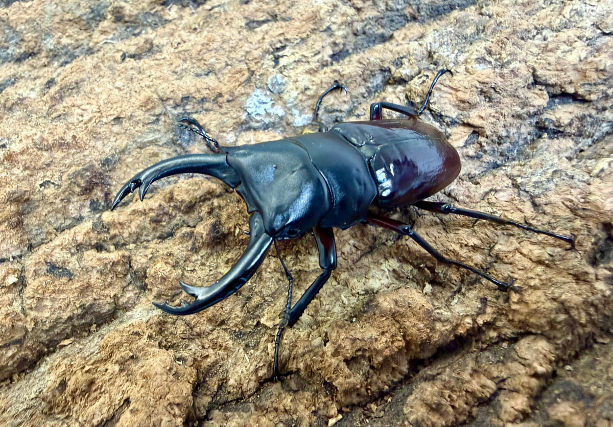 ハイチュヌスコクワガタ