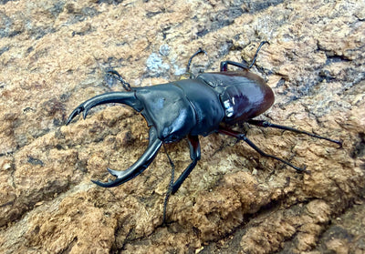 ハイチュヌスコクワガタ