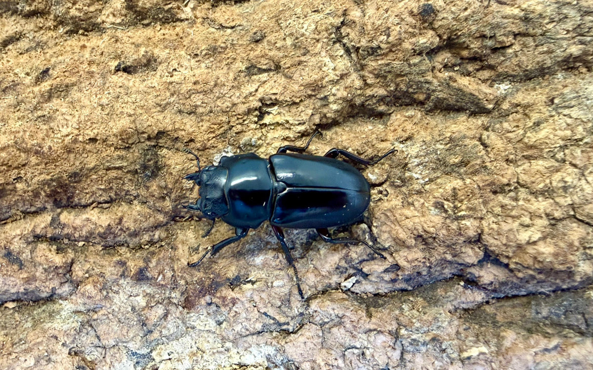 ハイチュヌスコクワガタ