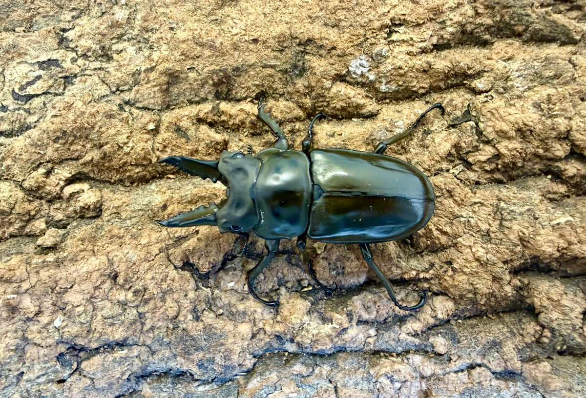 ババオウゴンオニクワガタ