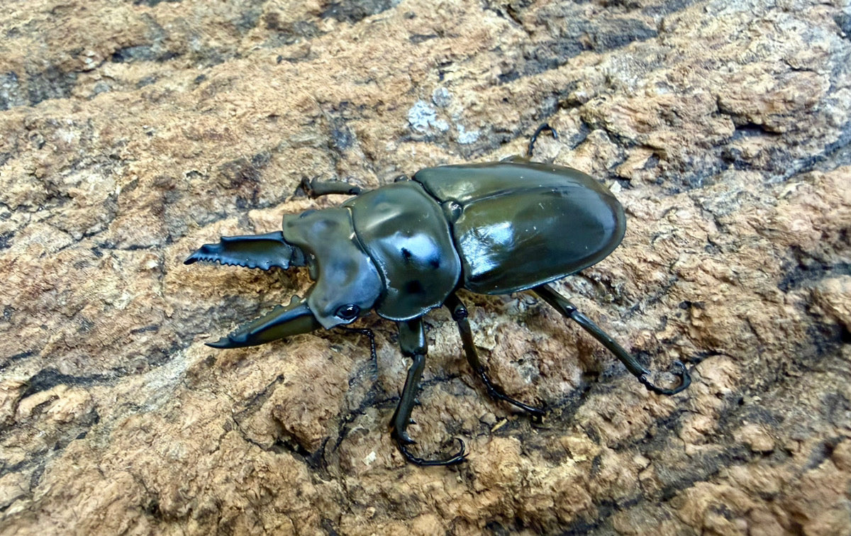 ババオウゴンオニクワガタ