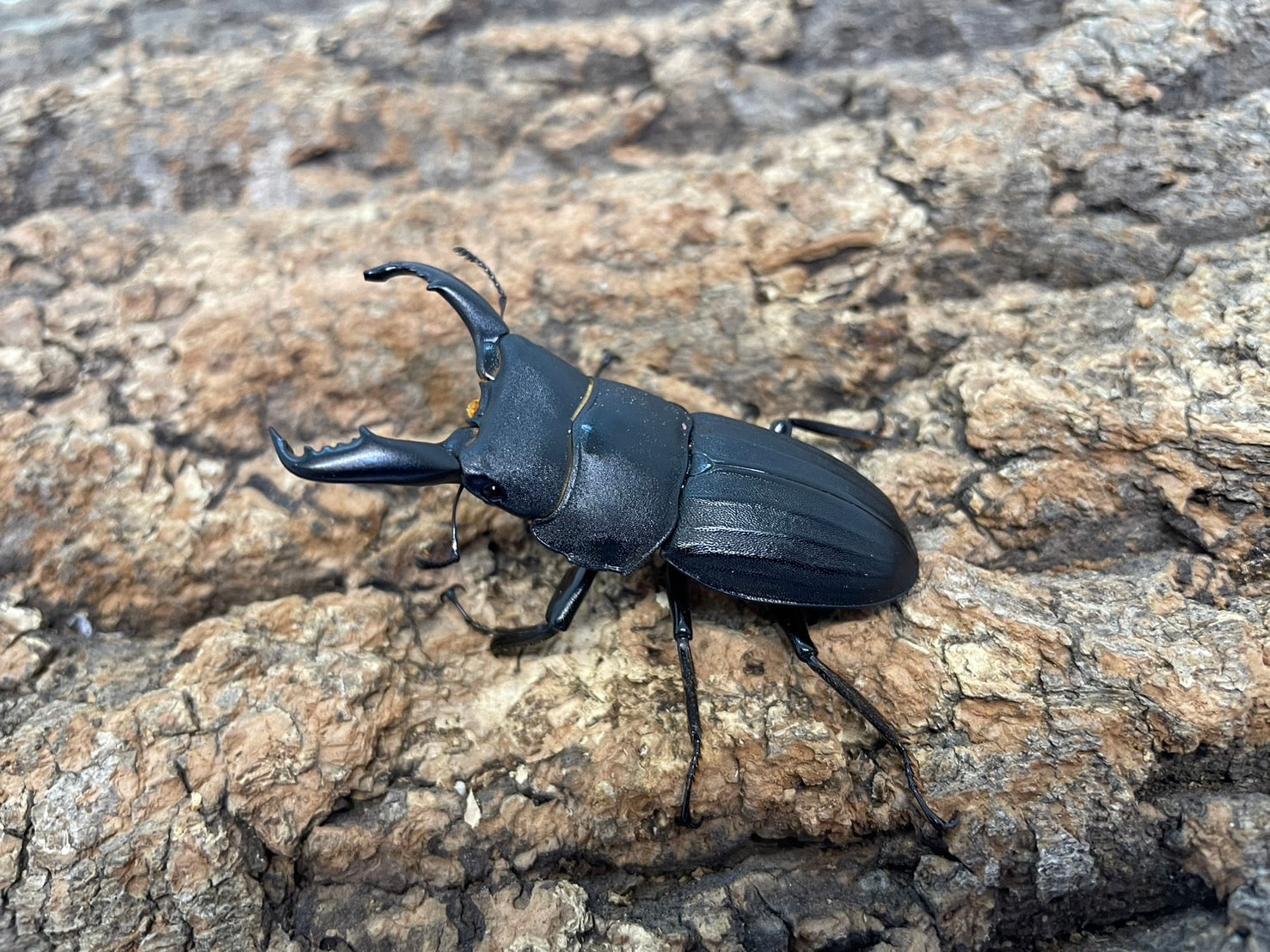 スジブトヒラタクワガタ – INSECT SHOP KMY